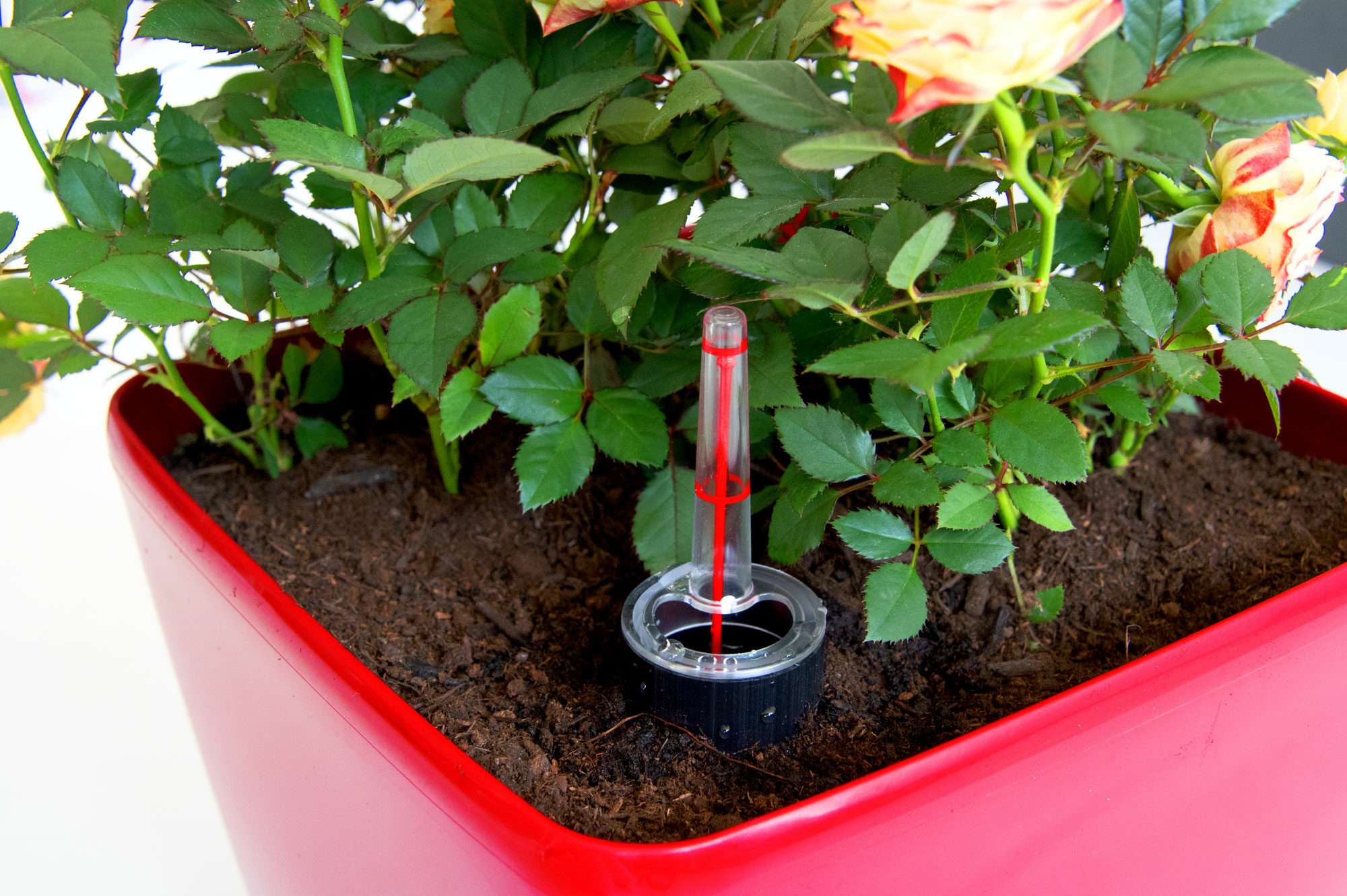 Image du produit : Maceta autoirrigante QUADRATO - 24cm x 24cm x 25cm